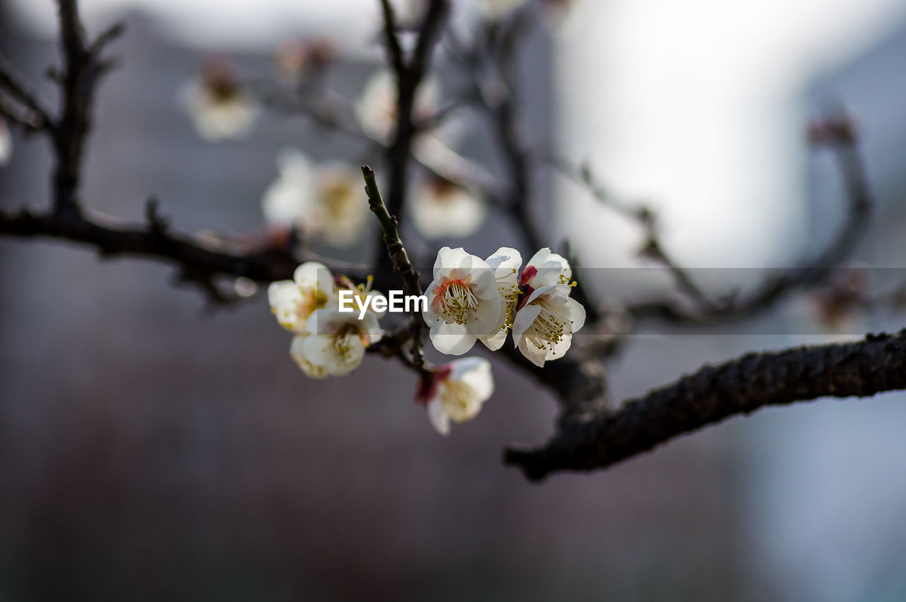 CLOSE-UP OF WHITE CHERRY BLOSSOM ON BRANCH