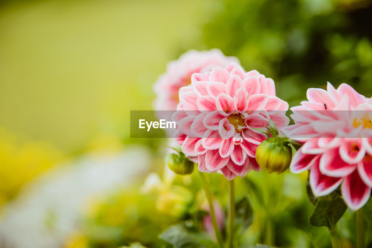 CLOSE-UP OF PINK ROSE FLOWERS