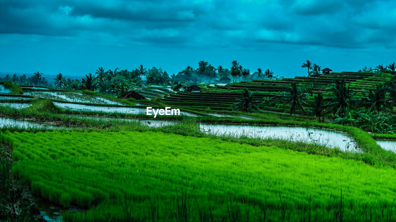 SCENIC VIEW OF FARM AGAINST SKY