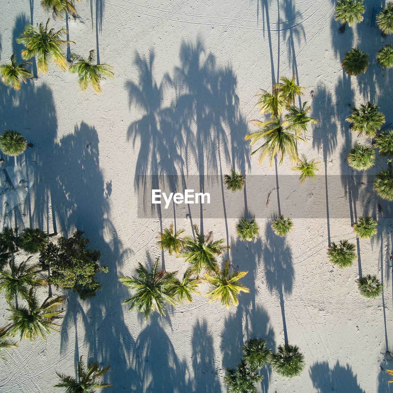 HIGH ANGLE VIEW OF PALM TREES BY PLANTS