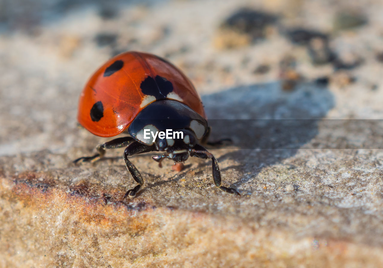 CLOSE-UP OF LADYBUG ON ROCK