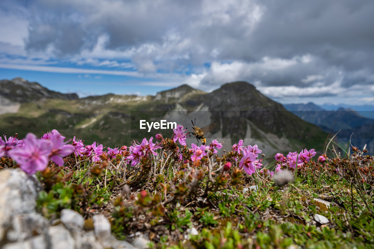 Purple flowering plants on field against mountains