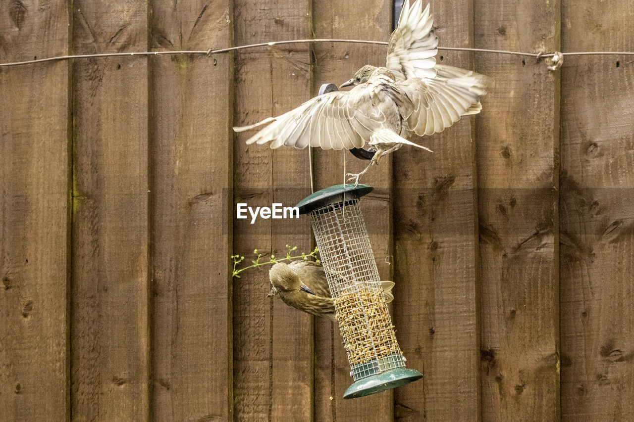 DIRECTLY ABOVE SHOT OF BIRD PERCHING ON WOODEN POST