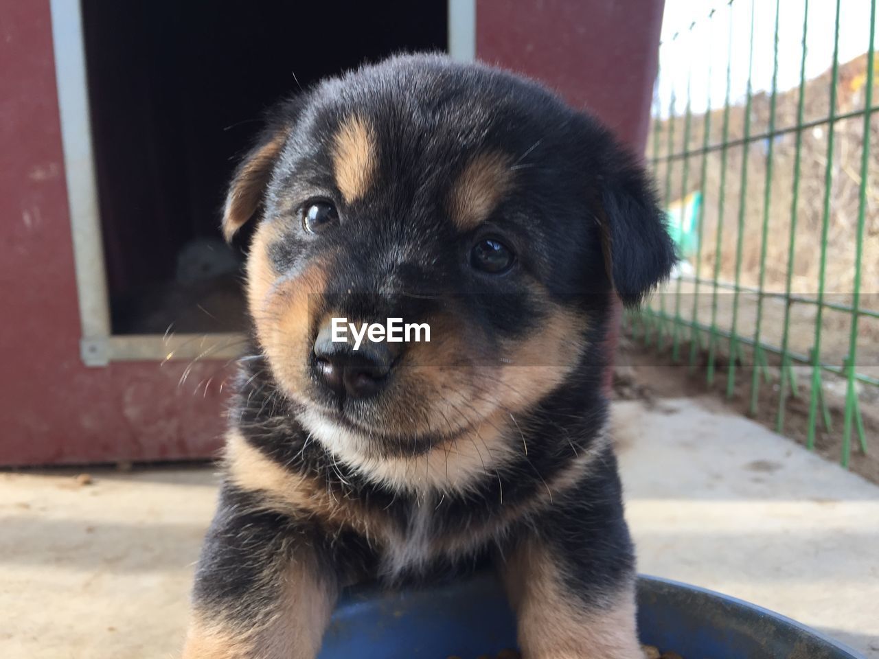 Close-up portrait of puppy in backyard