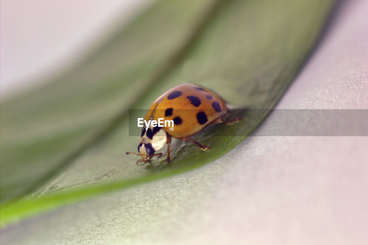 HIGH ANGLE VIEW OF LADYBUG