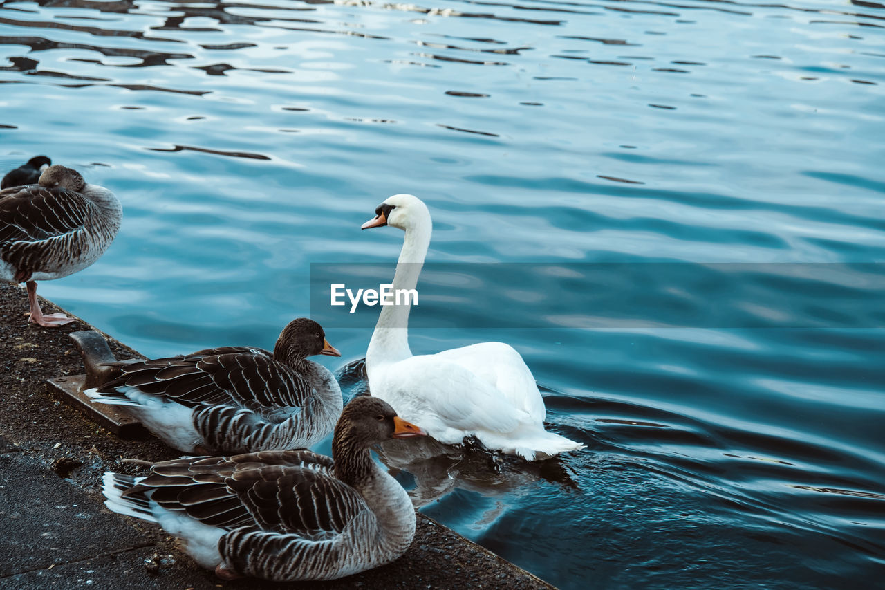 Swan swimming in lake alster hamburg and zwo ducks 