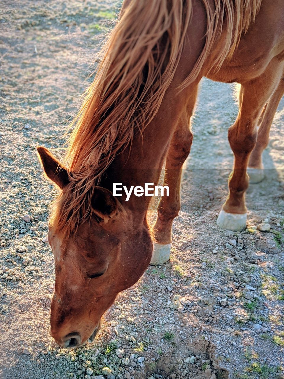 Horse standing in ranch