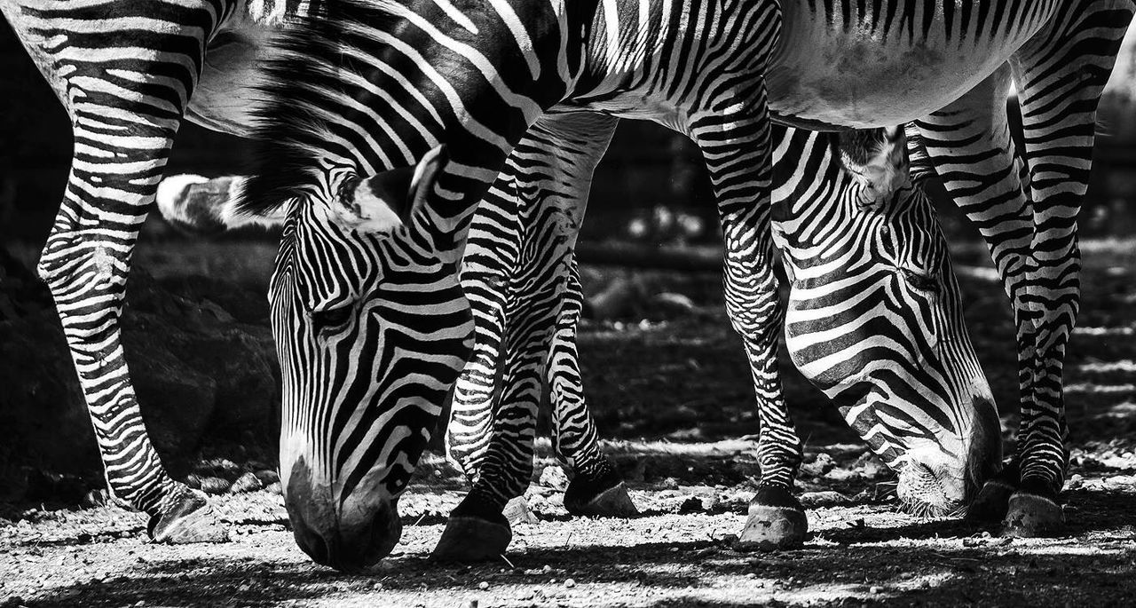 LOW SECTION OF ZEBRA WITH HORSES