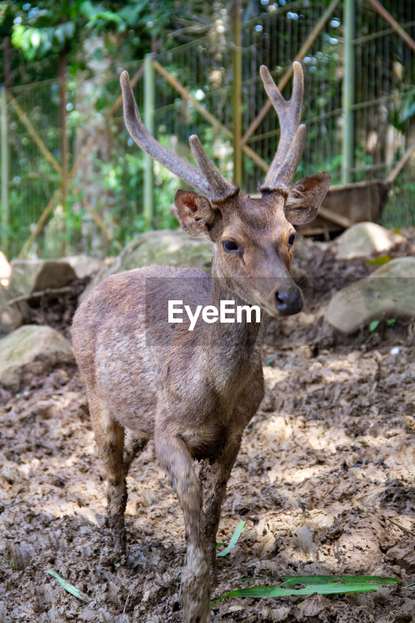 animal, animal themes, animal wildlife, mammal, deer, wildlife, one animal, antler, nature, tree, no people, forest, land, standing, plant, herbivorous, day, portrait, domestic animals, outdoors, stag, horned, brown, field, looking at camera, focus on foreground, reindeer