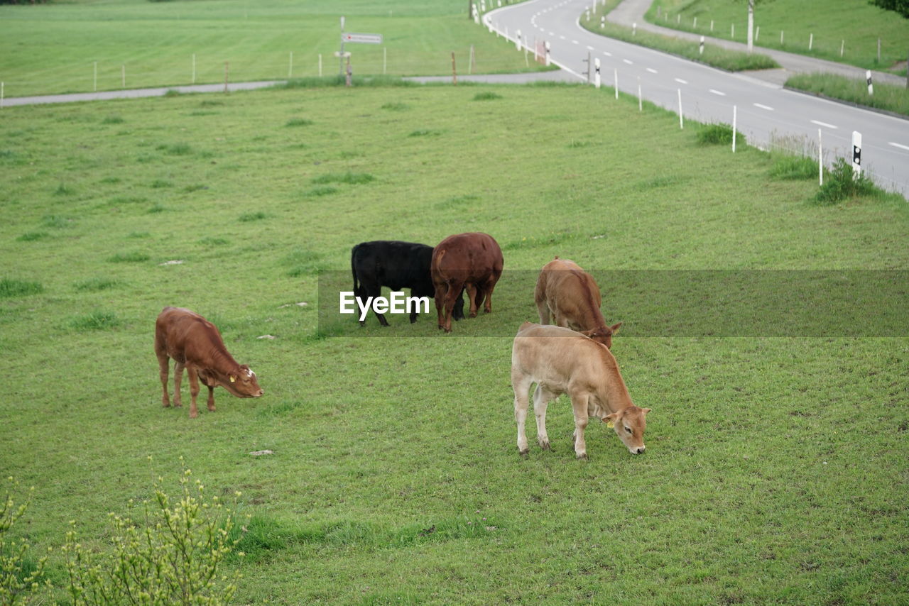 Cows grazing in a field