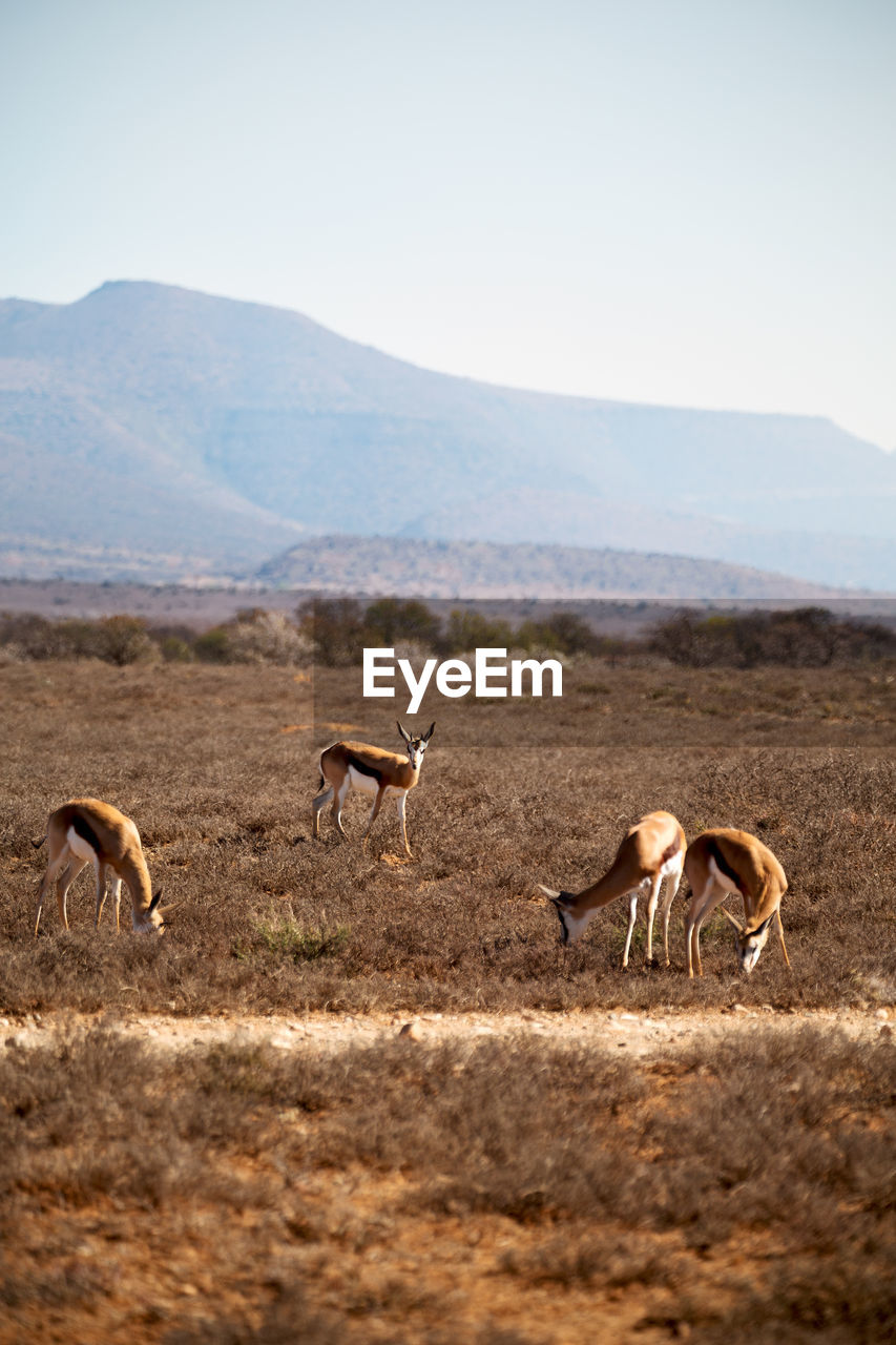 HORSES IN THE FIELD