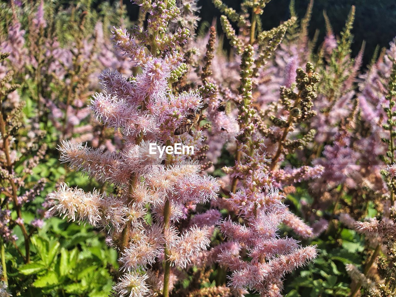 CLOSE-UP OF PURPLE FLOWERING PLANT