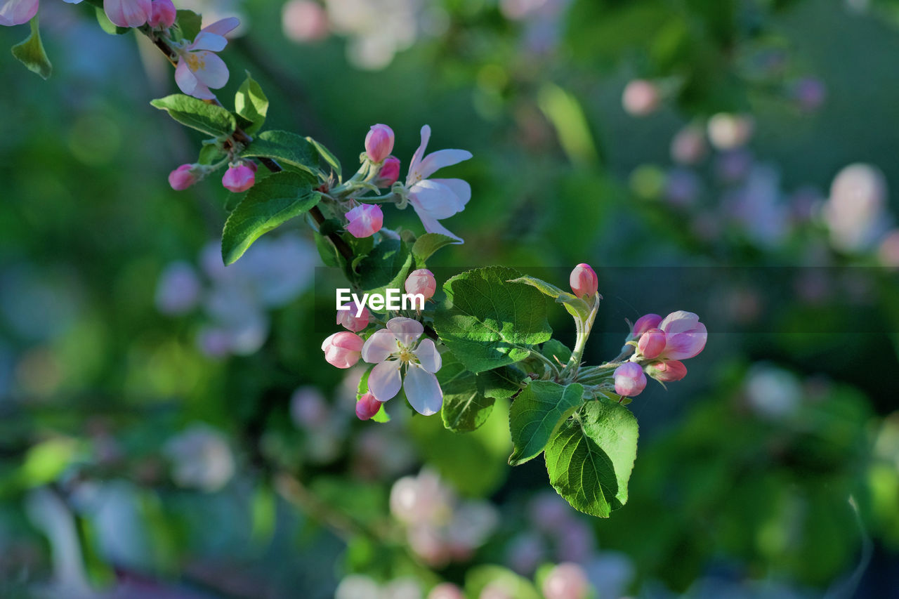 CLOSE-UP OF FLOWERING PLANTS