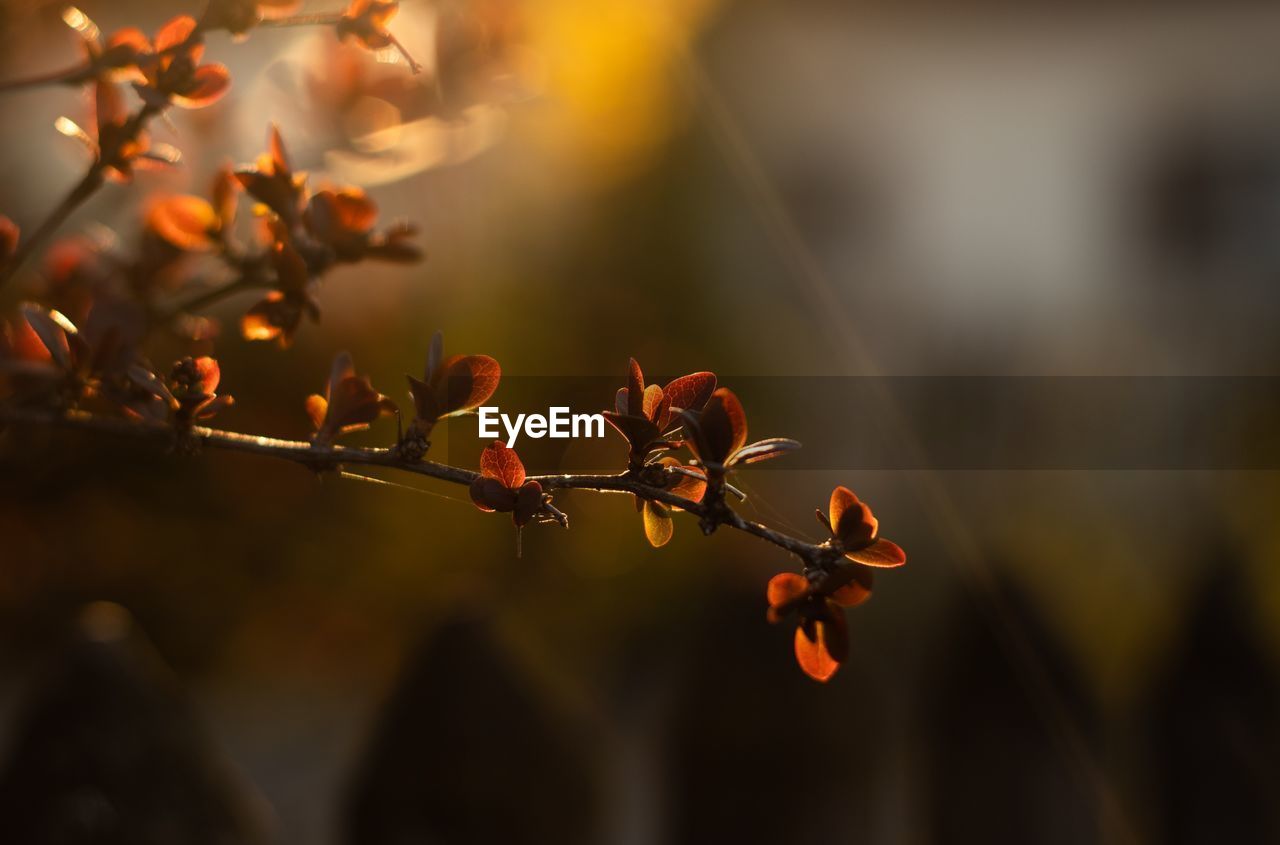 CLOSE-UP OF ORANGE FLOWERING PLANTS