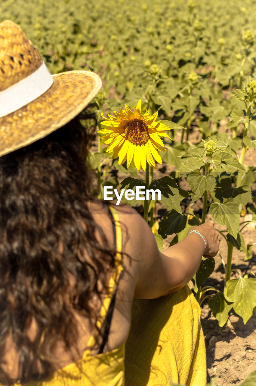 Rear view of woman sitting by sunflowers