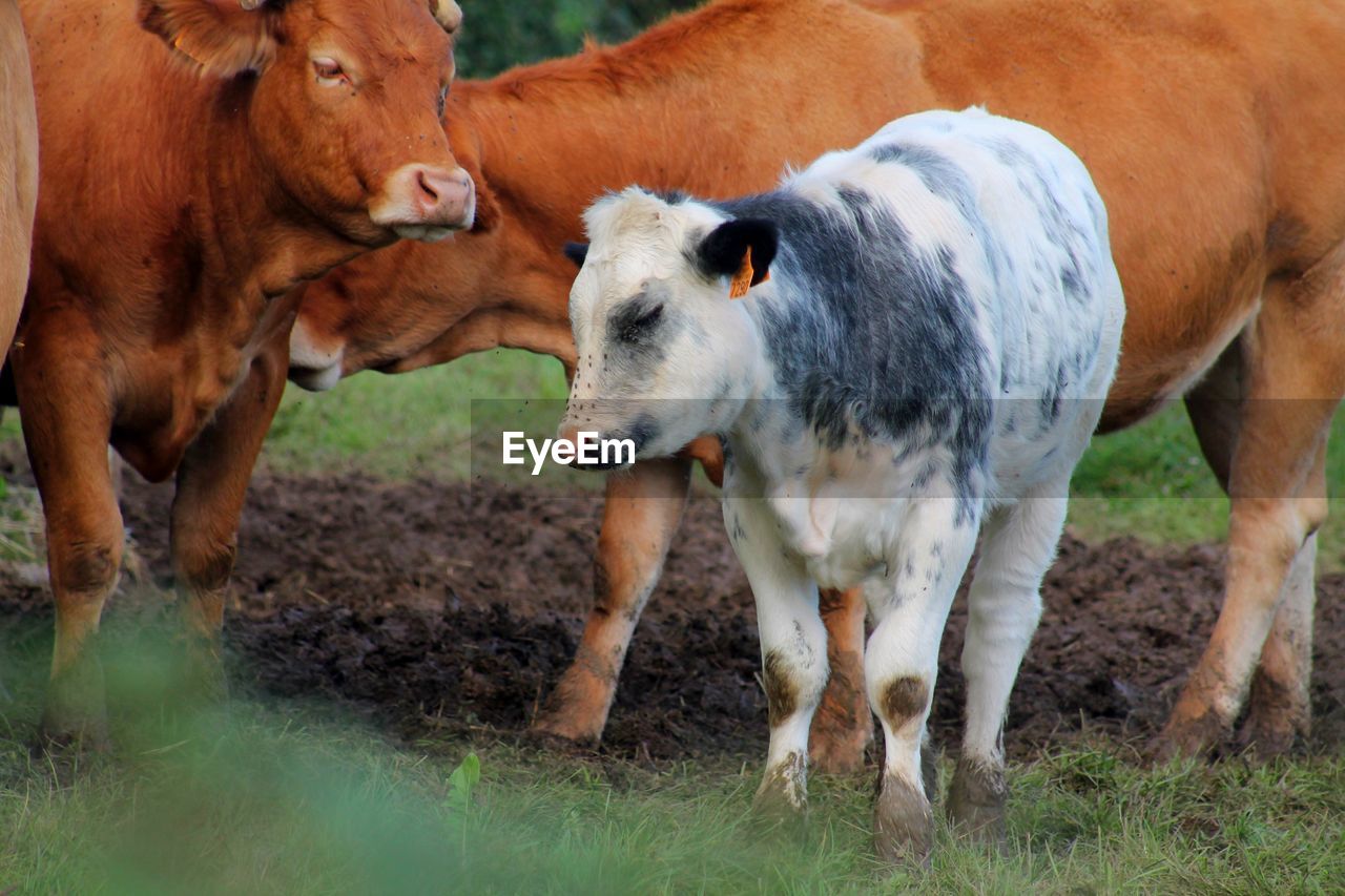 COWS STANDING ON FIELD