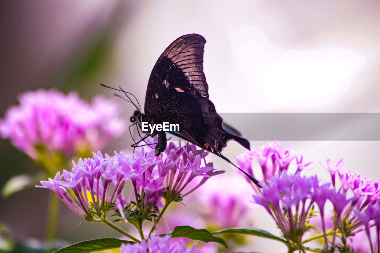 BUTTERFLY POLLINATING ON PURPLE FLOWER