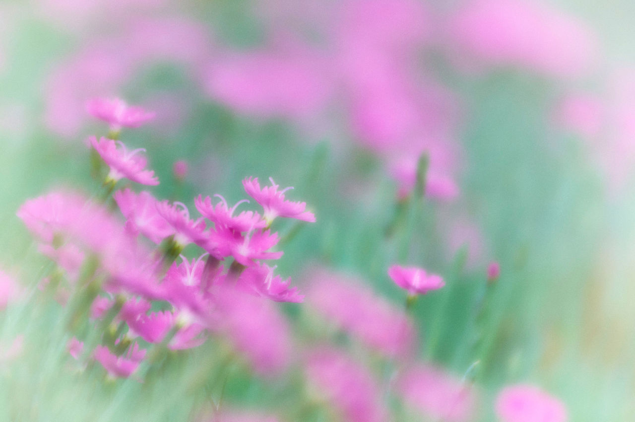 CLOSE-UP OF PINK FLOWERS ON PLANT