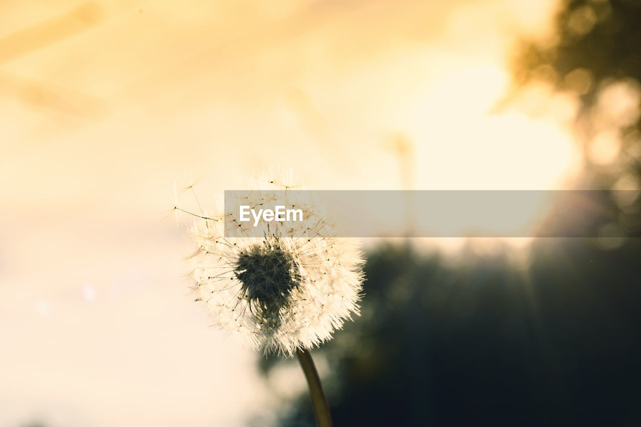 CLOSE-UP OF DANDELION GROWING ON FIELD AGAINST SKY