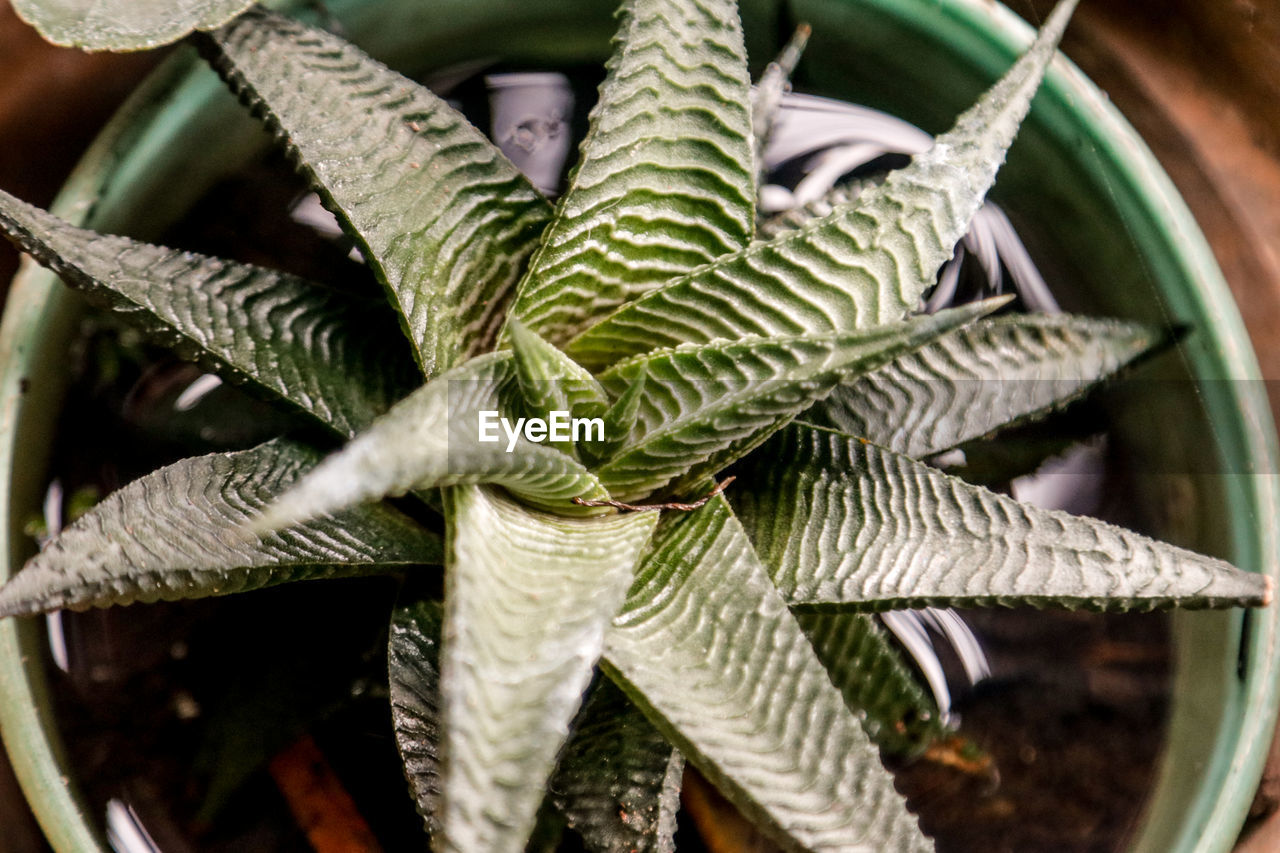 Close-up of potted plant leaves