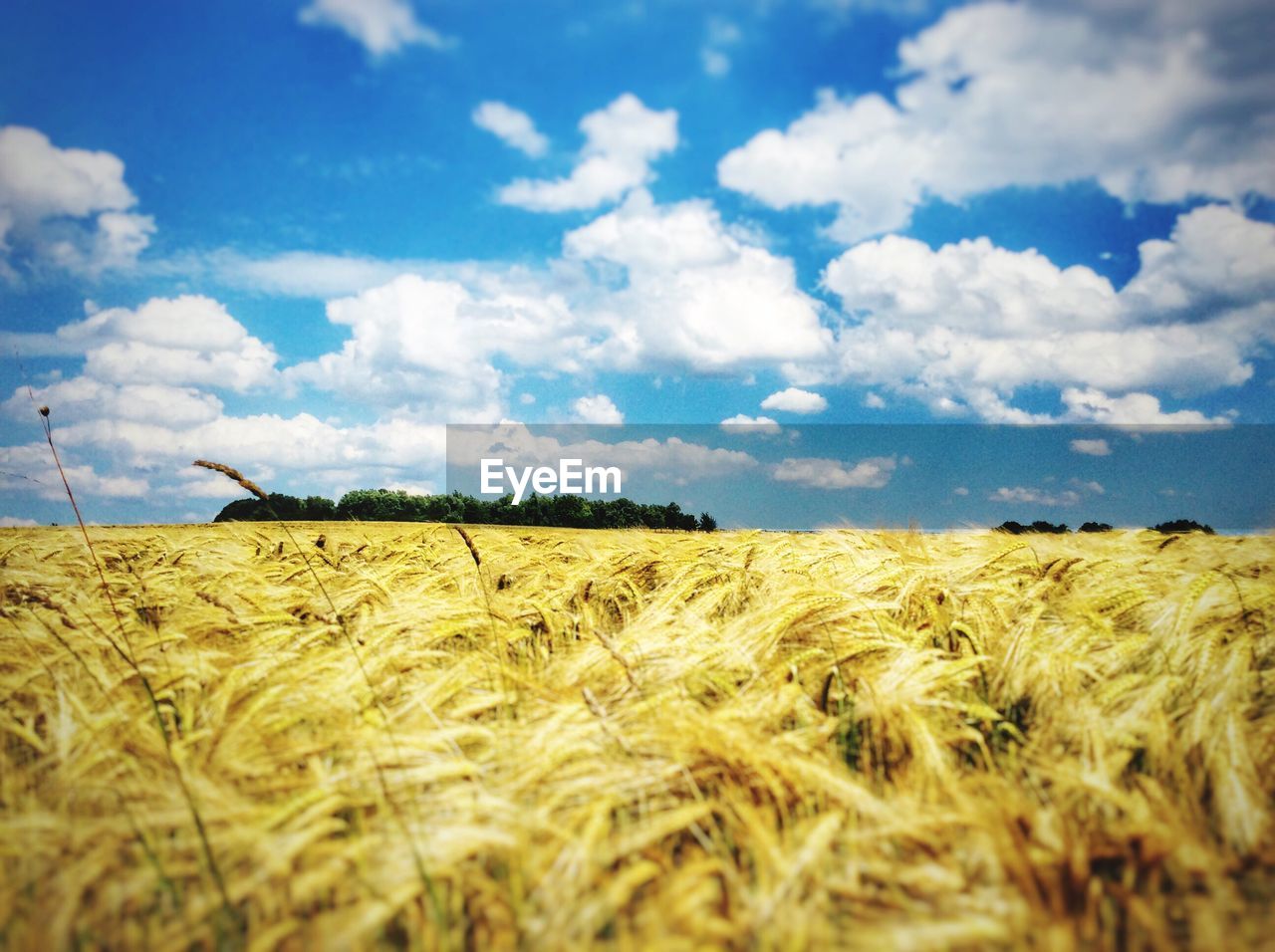 Cereal plants in field against sky