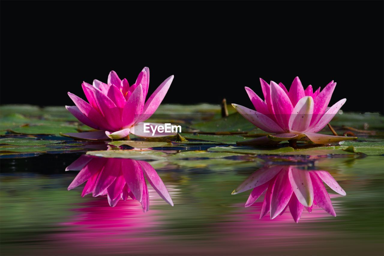 flower, flowering plant, pink, freshness, water, beauty in nature, water lily, plant, lake, reflection, nature, petal, lotus water lily, aquatic plant, flower head, inflorescence, fragility, lily, purple, close-up, no people, macro photography, floating, leaf, floating on water, plant part, magenta, tranquility, blossom, outdoors, growth
