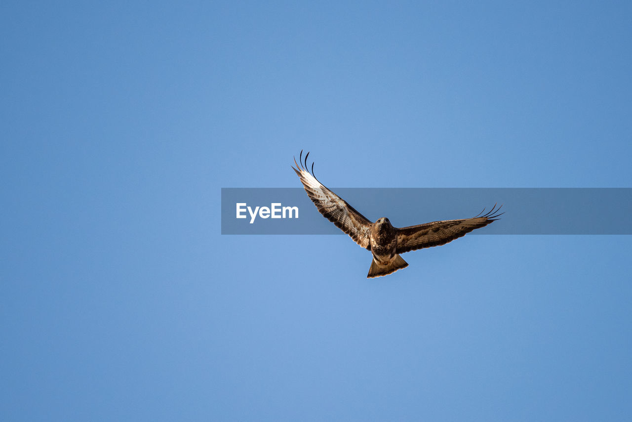 Low angle view of bird flying against clear blue sky