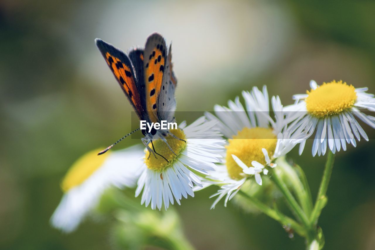 Close-up of butterfly pollinating on flower