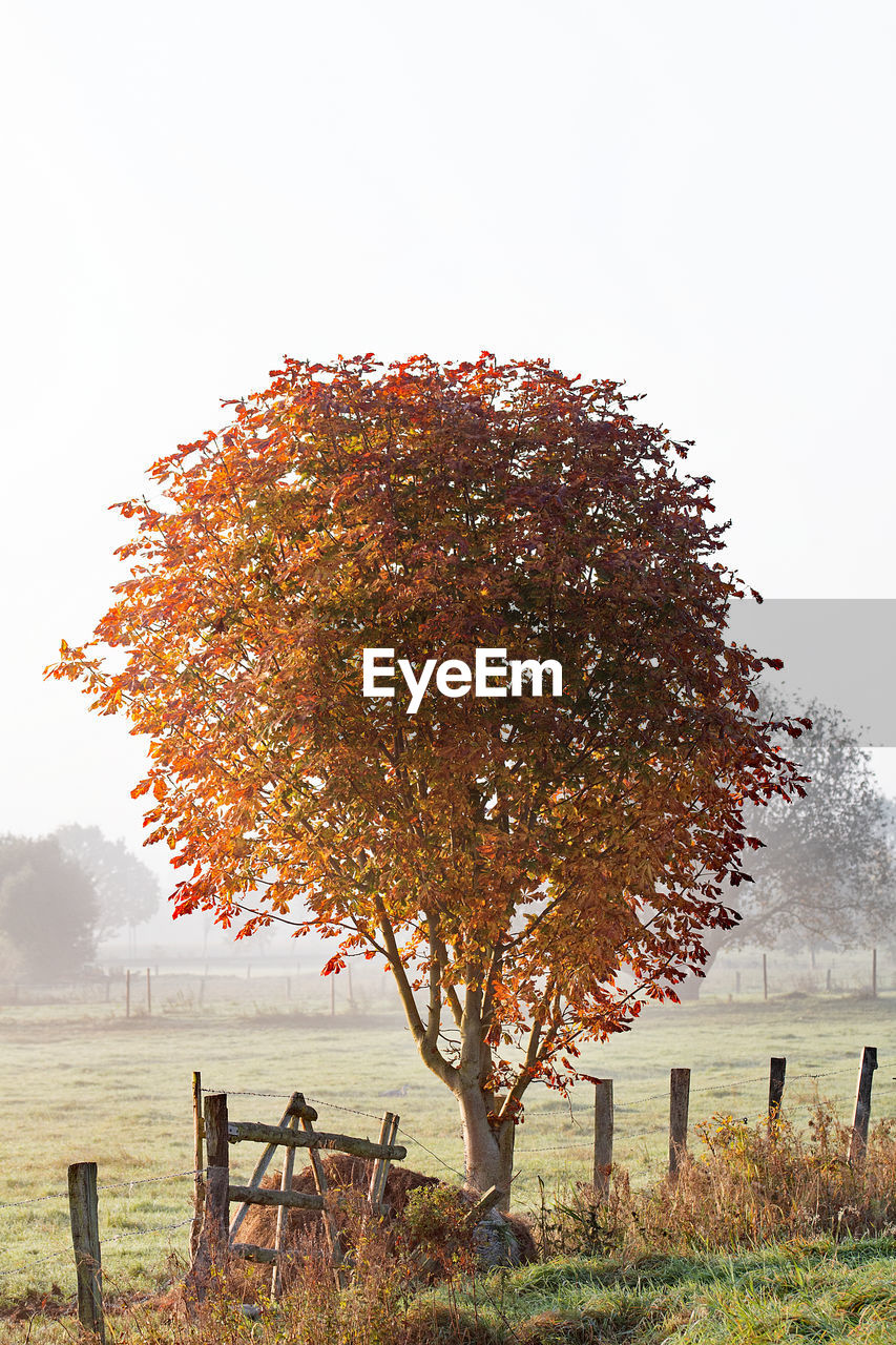 Tree on field against clear sky during autumn