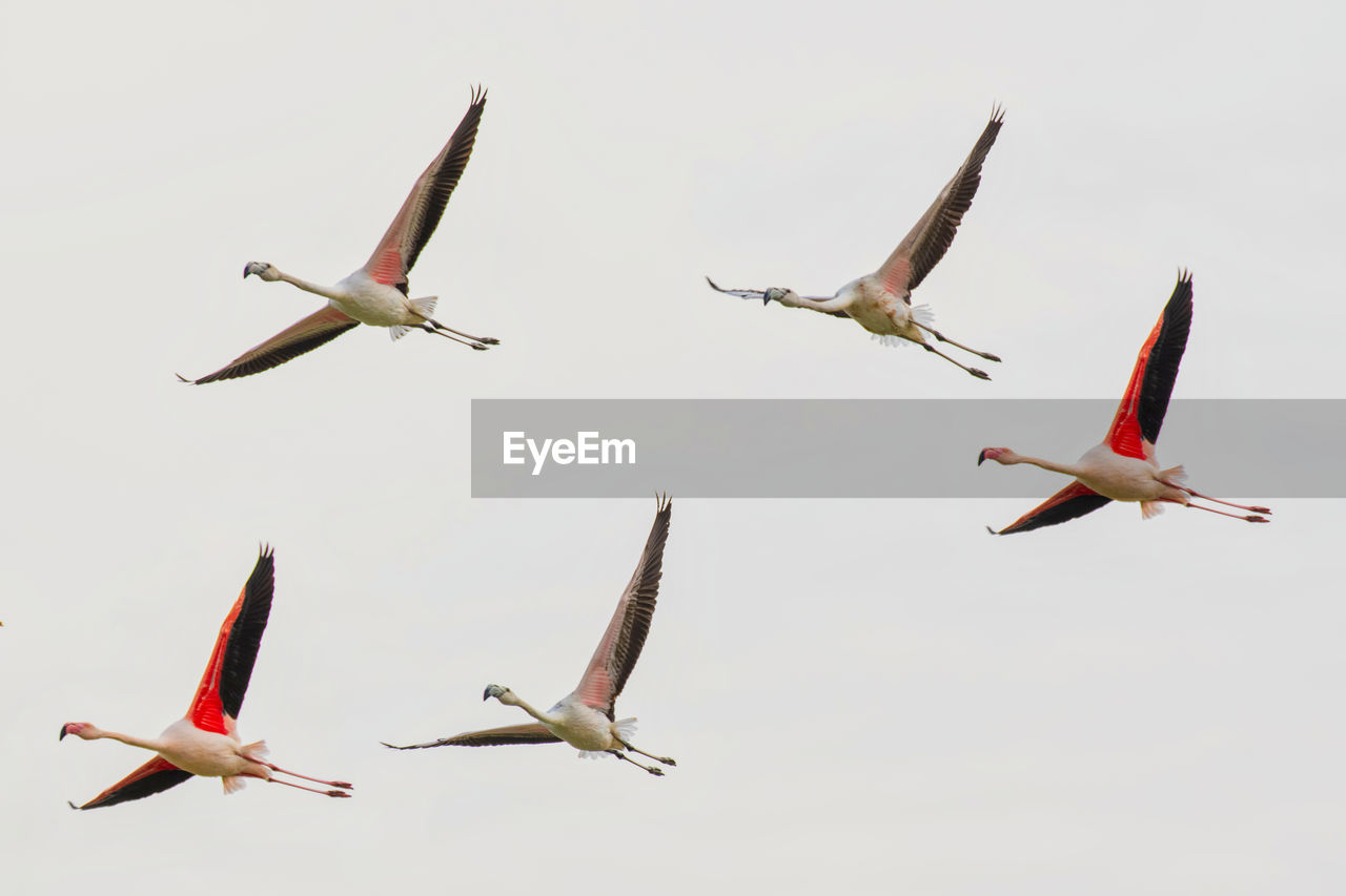 LOW ANGLE VIEW OF BIRDS FLYING