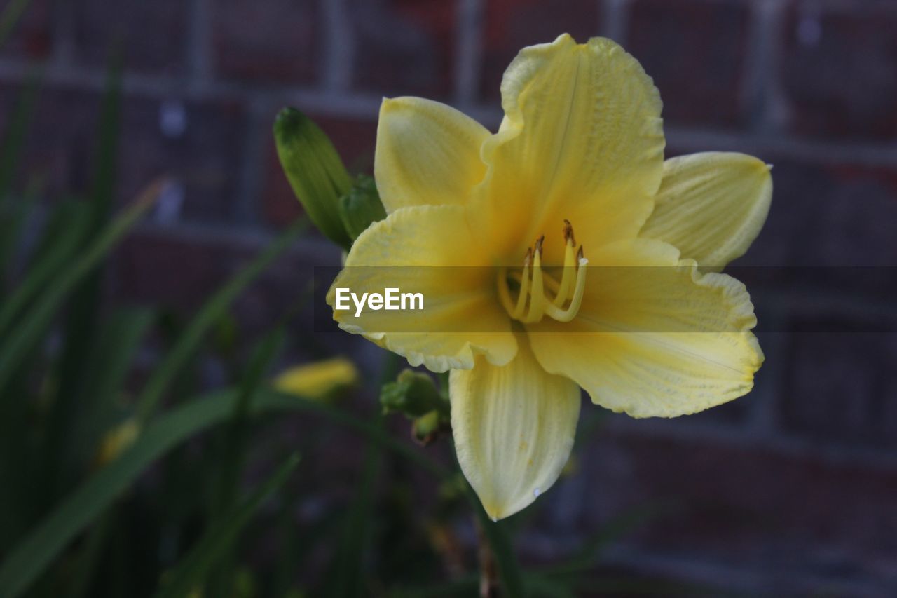 Close-up of yellow flower