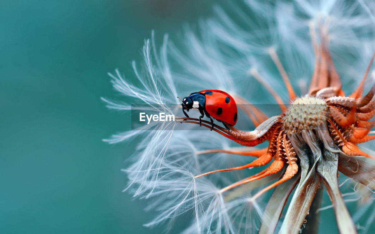 close-up of insect on plant