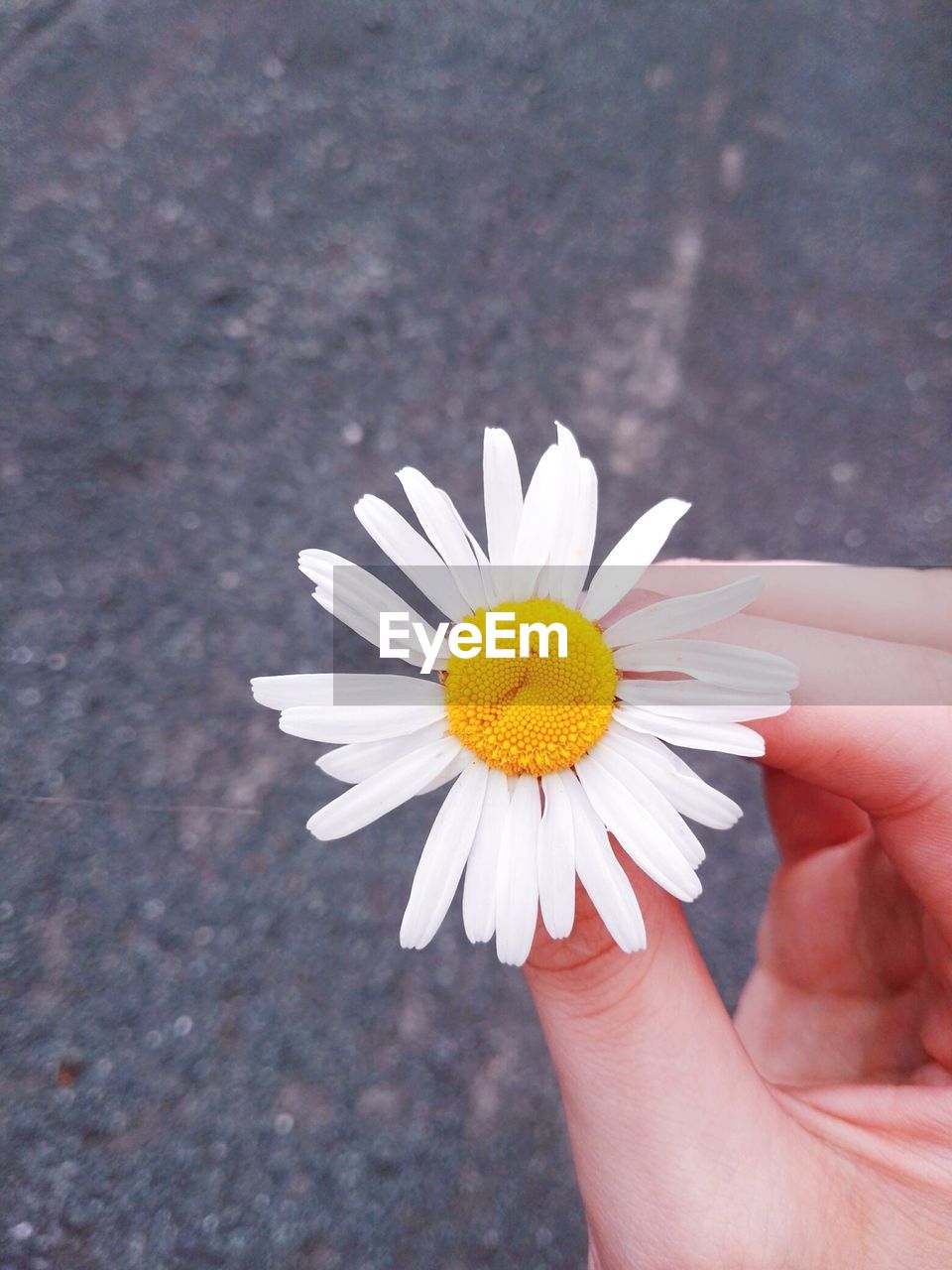 Cropped hand of woman holding white daisy on road
