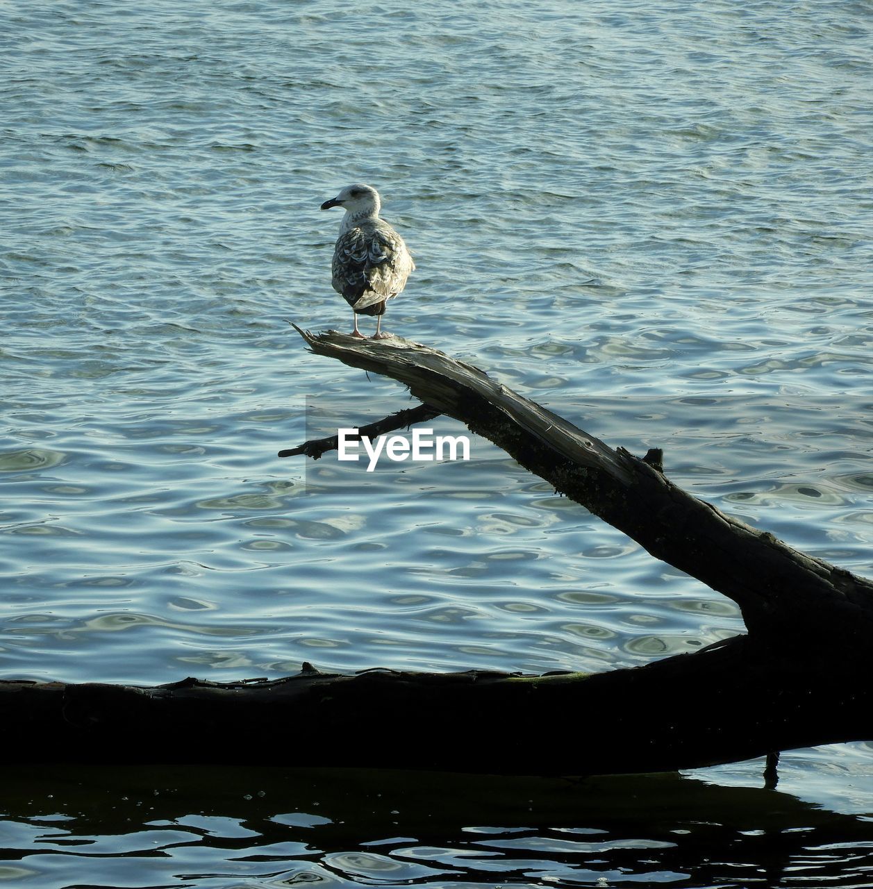 SEAGULL PERCHING ON DRIFTWOOD