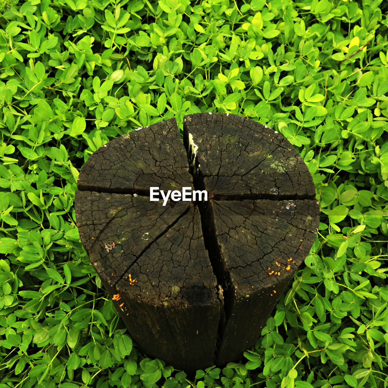 High angle view of tree stump on field