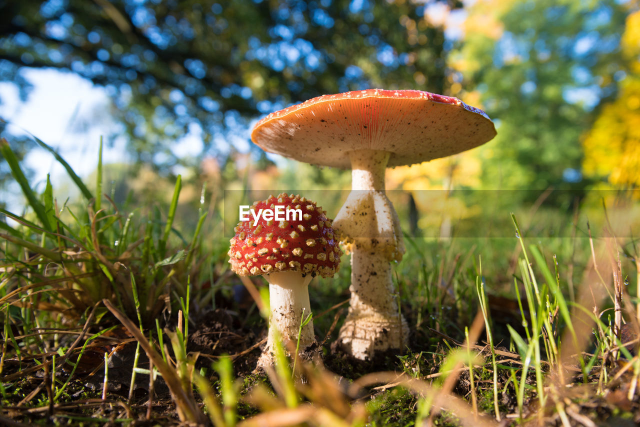 Close-up of mushroom growing on field