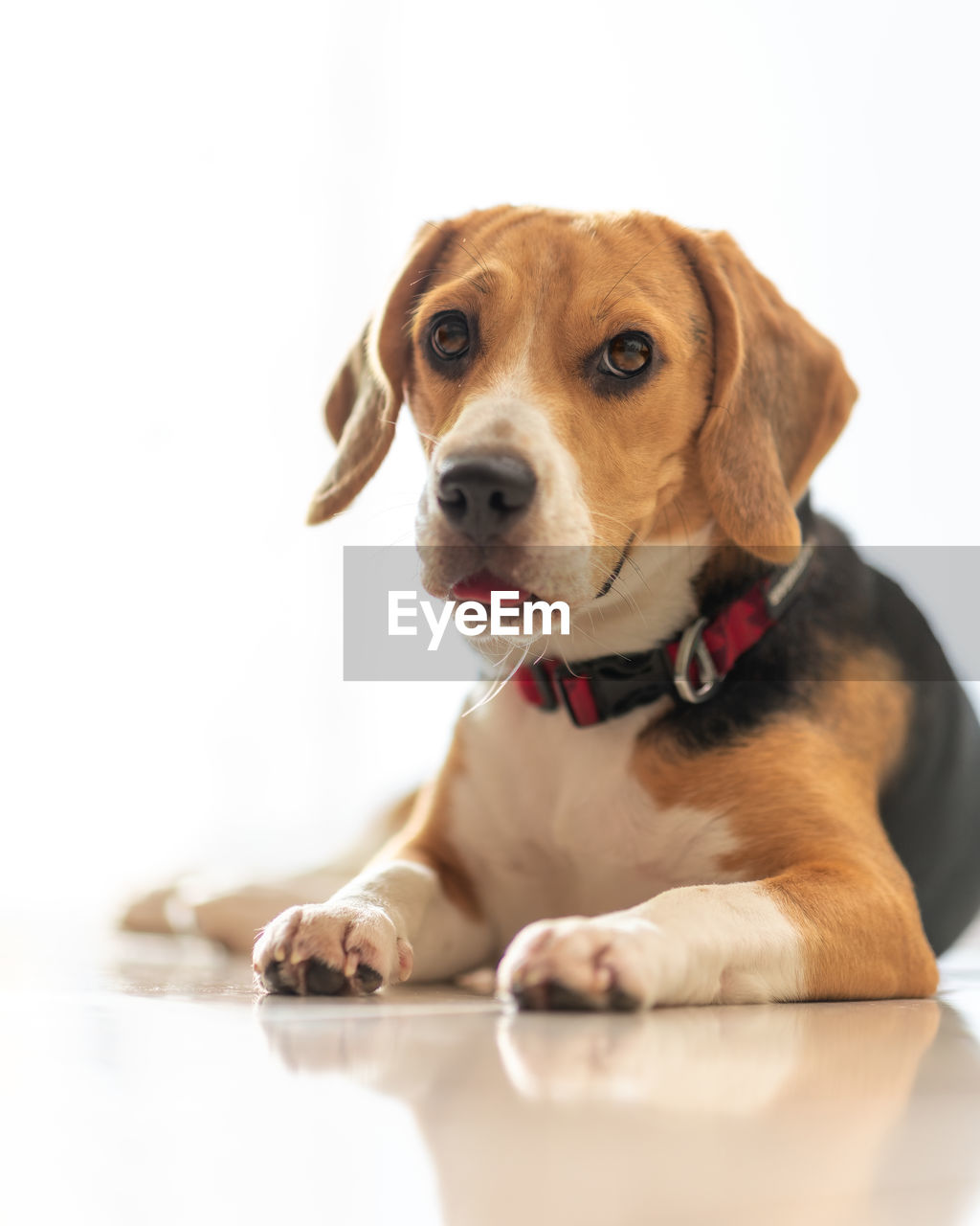 dog, canine, pet, domestic animals, one animal, mammal, animal themes, animal, beagle, puppy, hound, cute, portrait, young animal, sitting, american foxhound, indoors, no people, english foxhound, looking at camera, looking, purebred dog, relaxation, treeing walker coonhound, white background, pet collar, copy space