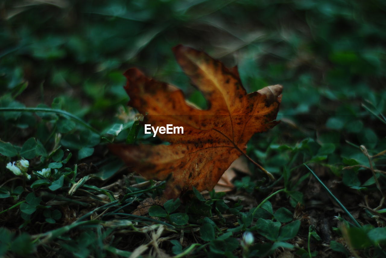 CLOSE-UP OF DRY MAPLE LEAVES ON FIELD