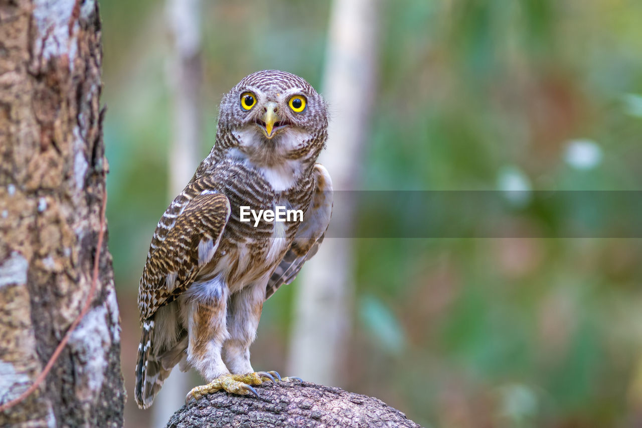 Close up beautiful bird asian barred owlet  is a species of true owl standing on branch