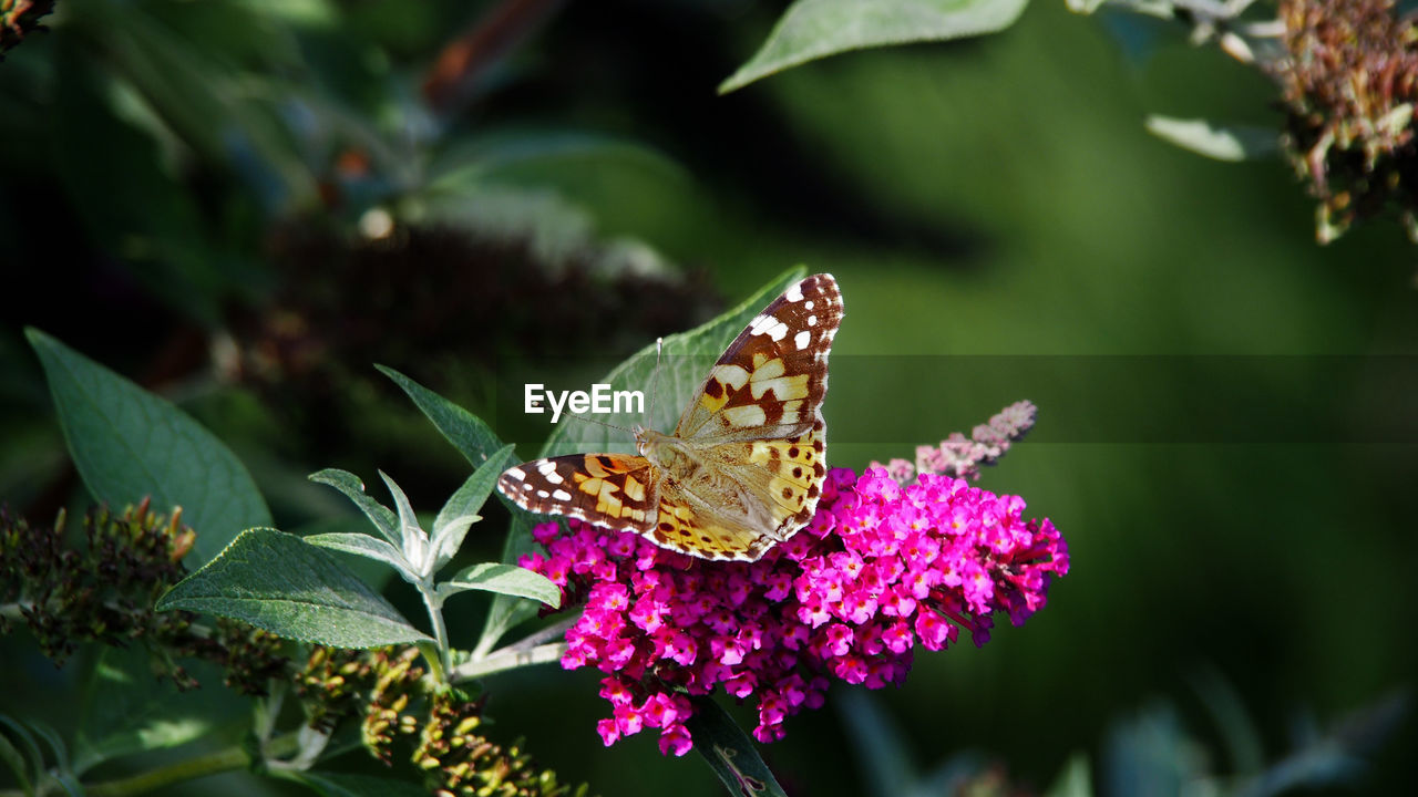 BUTTERFLY POLLINATING ON PURPLE FLOWER