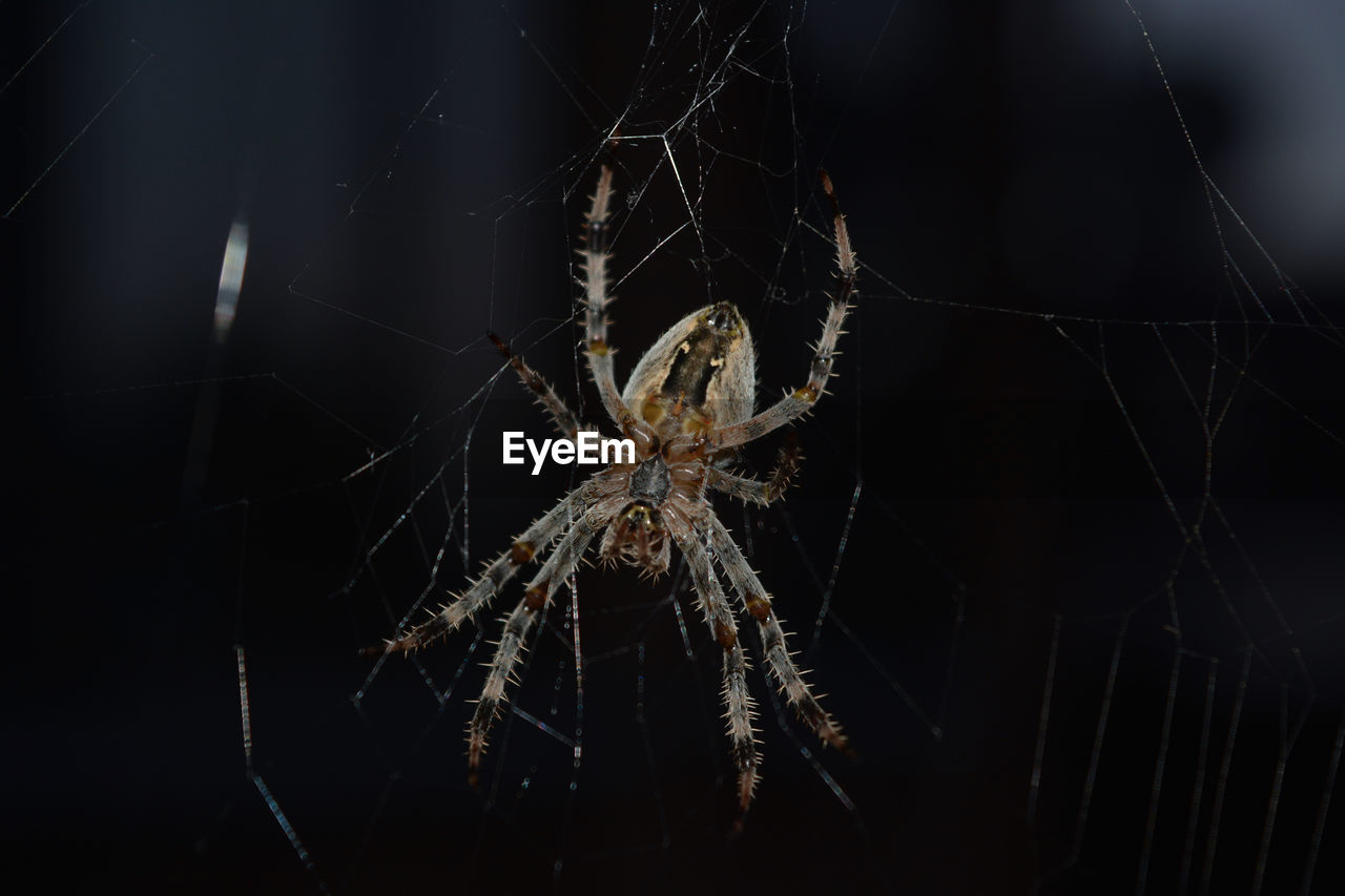 SPIDER ON WEB AGAINST BLACK BACKGROUND