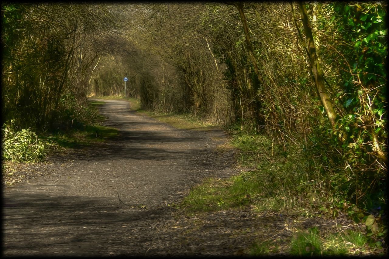 PATHWAY ALONG TREES IN FOREST