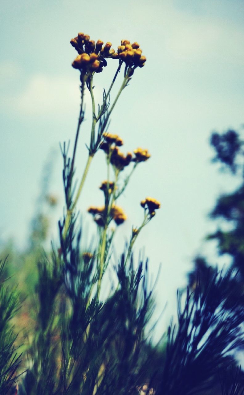 CLOSE-UP OF YELLOW FLOWERS