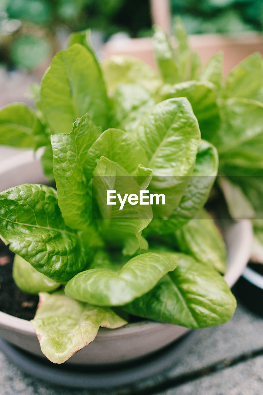 Close-up of fresh green lettuce leaves