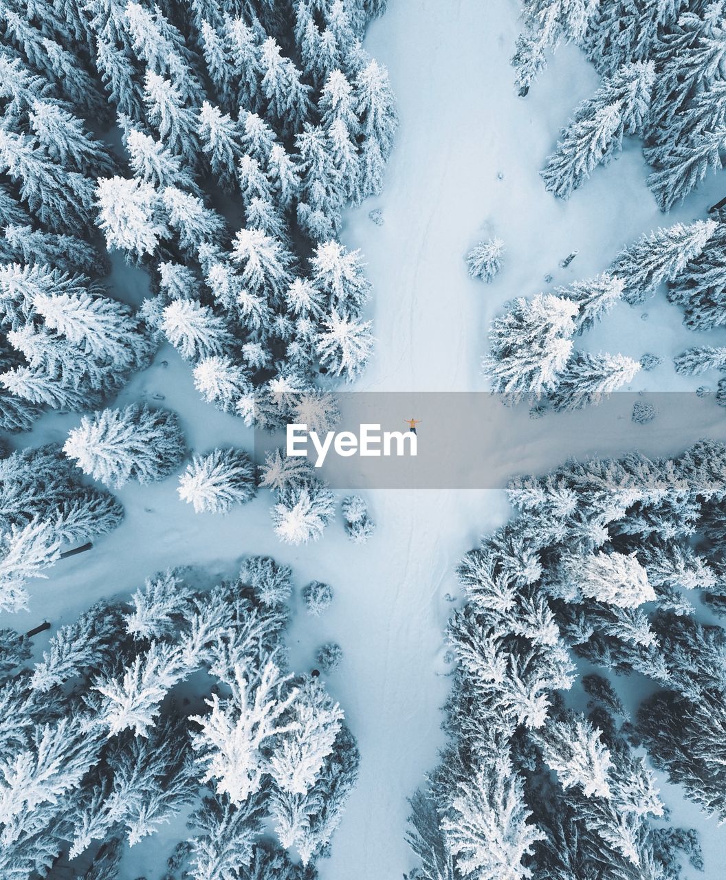 Aerial view of snow covered trees