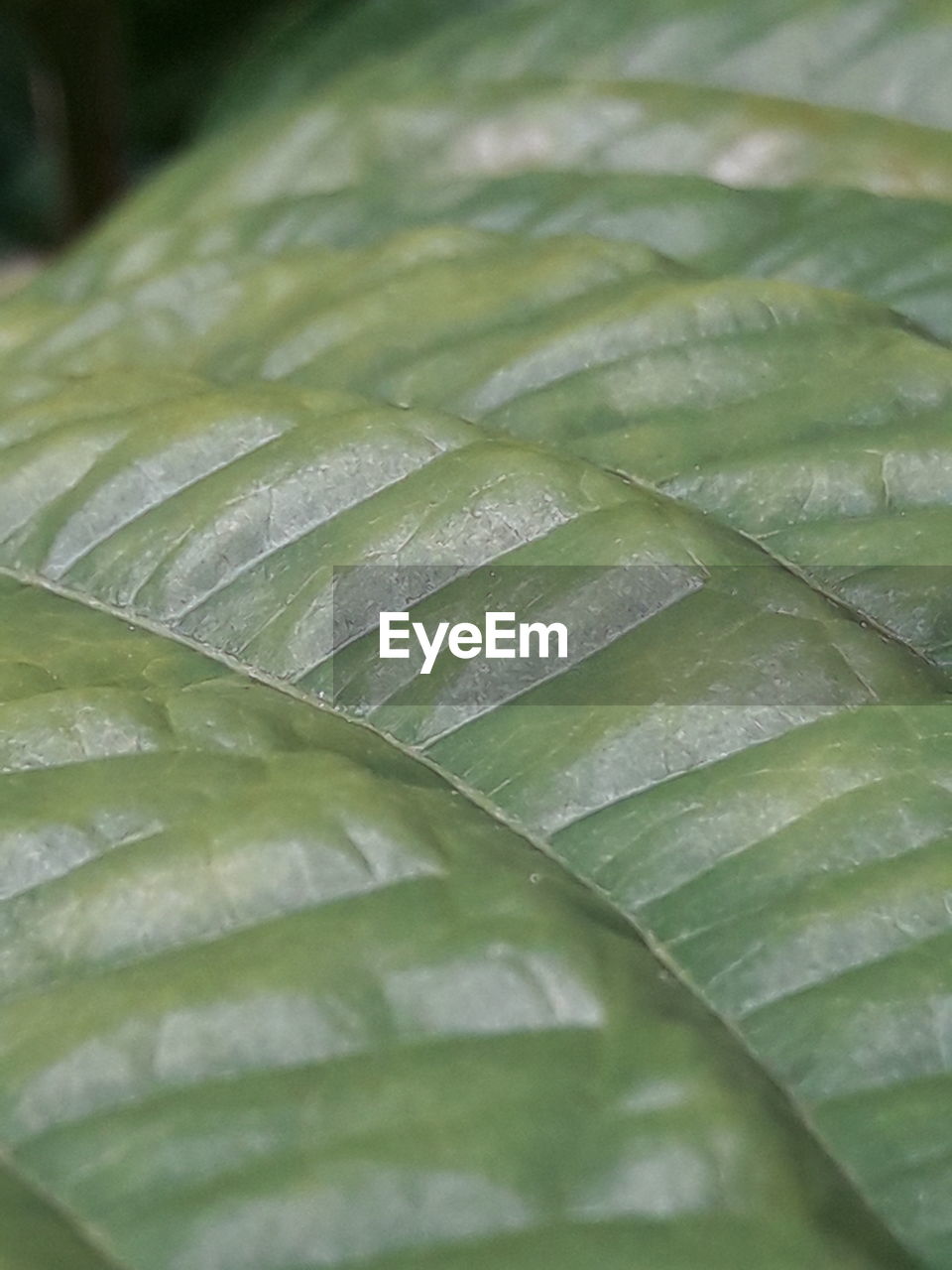 FULL FRAME SHOT OF FRESH LEAF