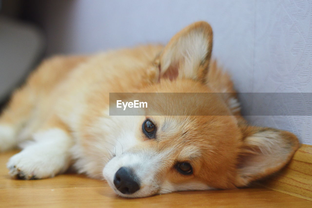 Close-up portrait of dog resting on floor at home