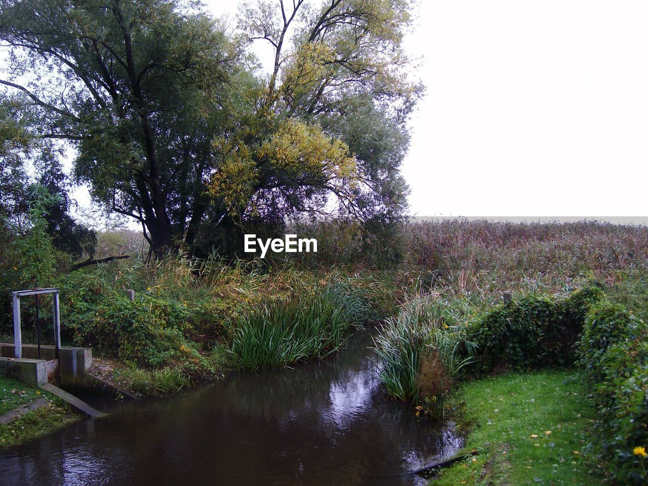 VIEW OF PLANTS GROWING ON LAND