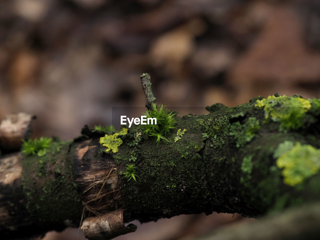 CLOSE-UP OF MOSS GROWING ON TREE TRUNK