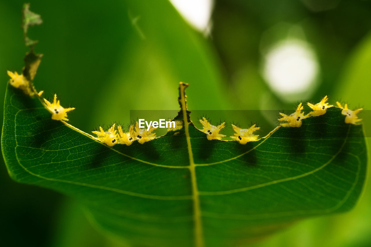 leaf, plant part, green, animal wildlife, nature, animal, animal themes, plant, insect, macro photography, yellow, close-up, tree, wildlife, no people, flower, branch, plant stem, beauty in nature, outdoors, one animal, ant, day, freshness, focus on foreground, environment, selective focus, sunlight, macro